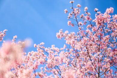 Photo Spring blooms