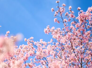 Photo Spring blooms