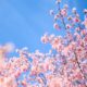 Photo Spring blooms