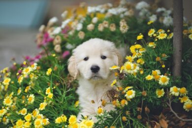 Photo Adorable puppies