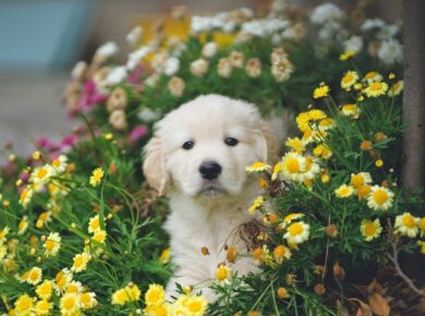 Photo Adorable puppies