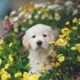 Photo Adorable puppies
