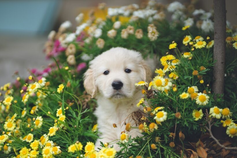 Photo Adorable puppies